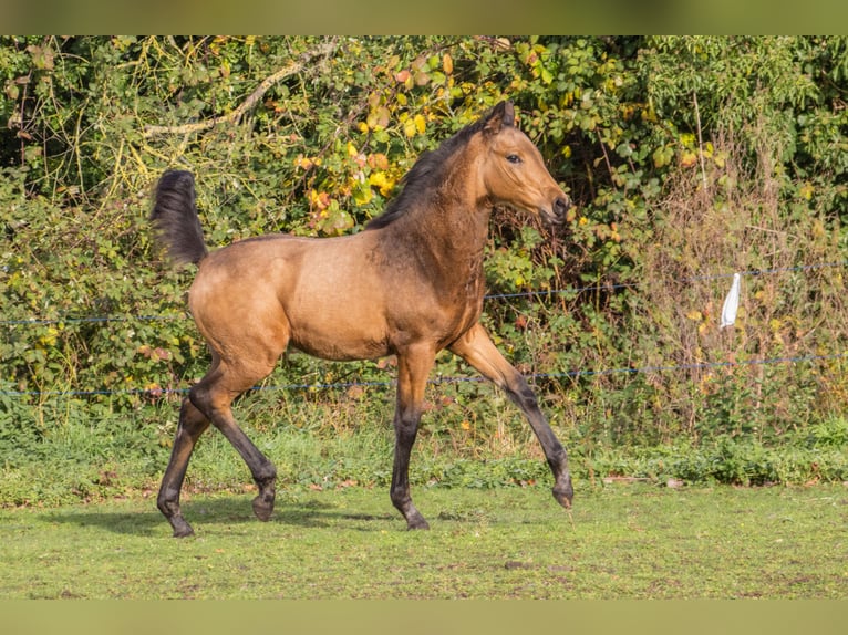 German Sport Horse Mare 1 year 16,2 hh Buckskin in Dessau-Roßlau