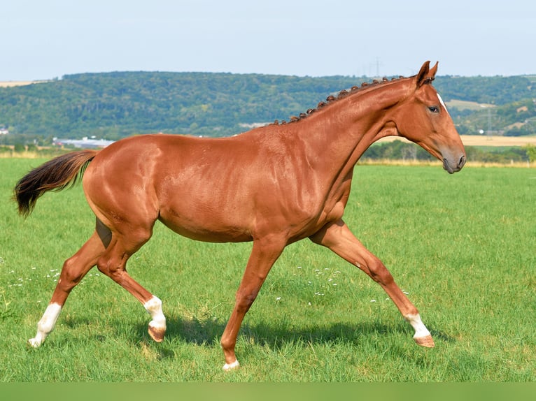 German Sport Horse Mare 1 year 16,2 hh Chestnut in Dornburg-Camburg