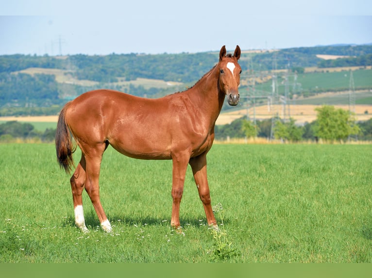 German Sport Horse Mare 1 year 16,2 hh Chestnut in Dornburg-Camburg