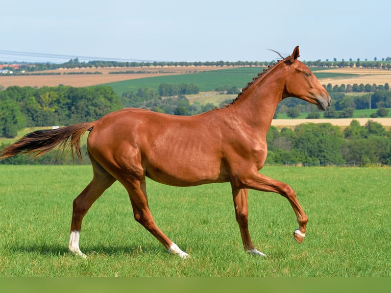 German Sport Horse Mare 1 year 16,2 hh Chestnut in Dornburg-Camburg