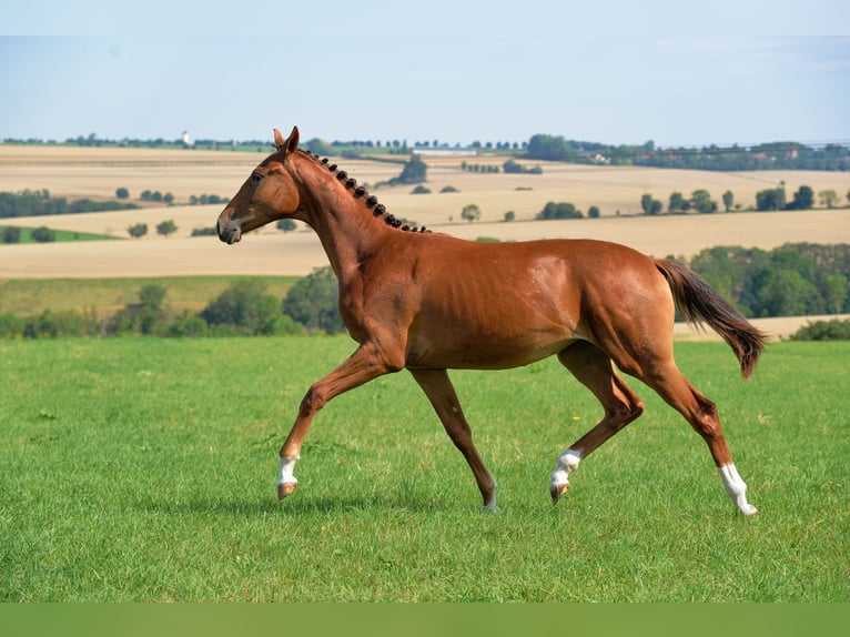 German Sport Horse Mare 1 year 16,2 hh Chestnut in Dornburg-Camburg