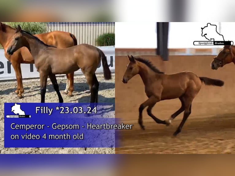 German Sport Horse Mare 1 year 16,2 hh Grey in Gadow