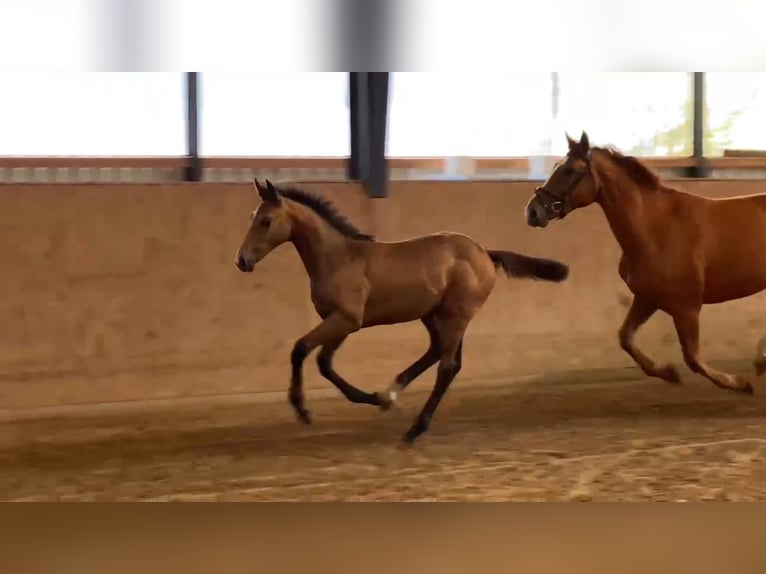 German Sport Horse Mare 1 year 16,2 hh Grey in Gadow