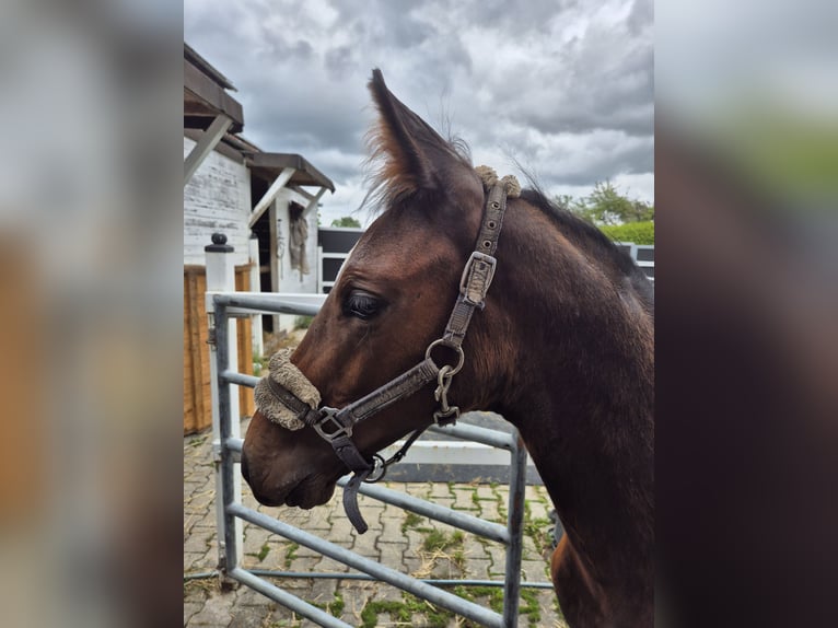German Sport Horse Mare 1 year 16,3 hh Bay-Dark in Grabenstetten