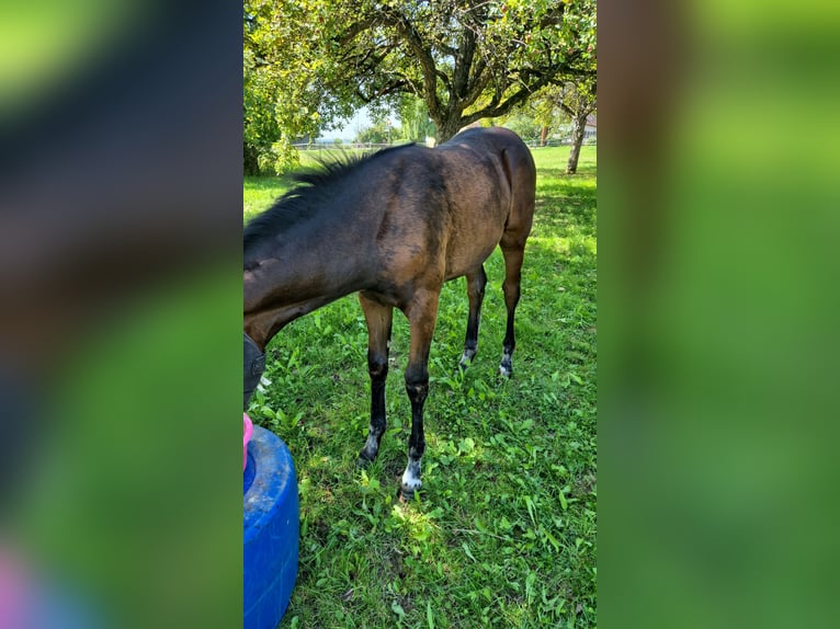 German Sport Horse Mare 1 year 16,3 hh Bay-Dark in Grabenstetten