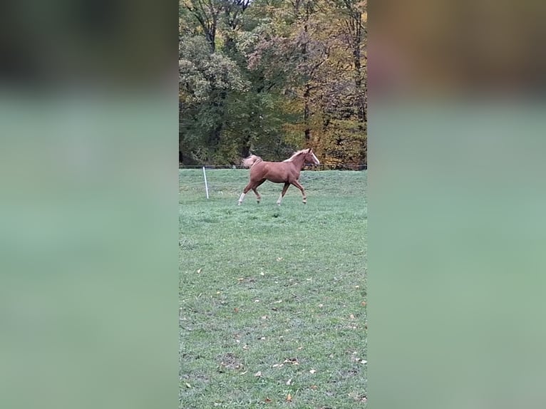 German Sport Horse Mare 1 year 16,3 hh in Zett German Sport Horse Mare 1 year 16,3 hh in Zett