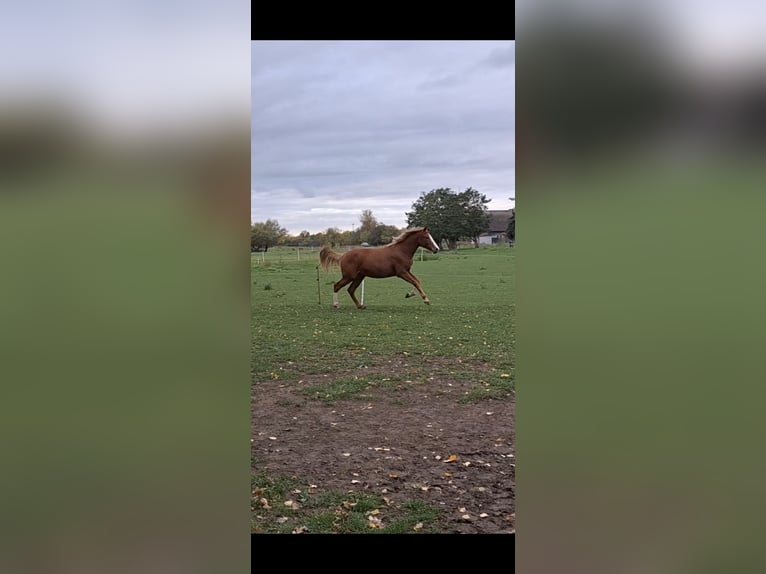 German Sport Horse Mare 1 year 16,3 hh in Zett German Sport Horse Mare 1 year 16,3 hh in Zett