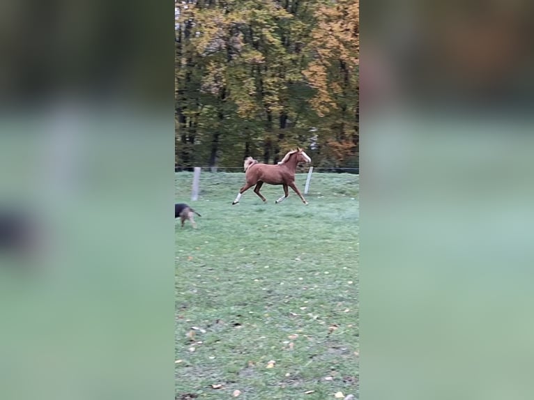 German Sport Horse Mare 1 year 16,3 hh in Zett German Sport Horse Mare 1 year 16,3 hh in Zett