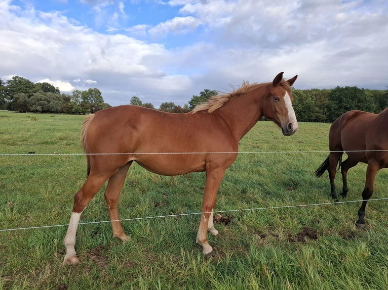 German Sport Horse Mare 1 year 16,3 hh in Zett