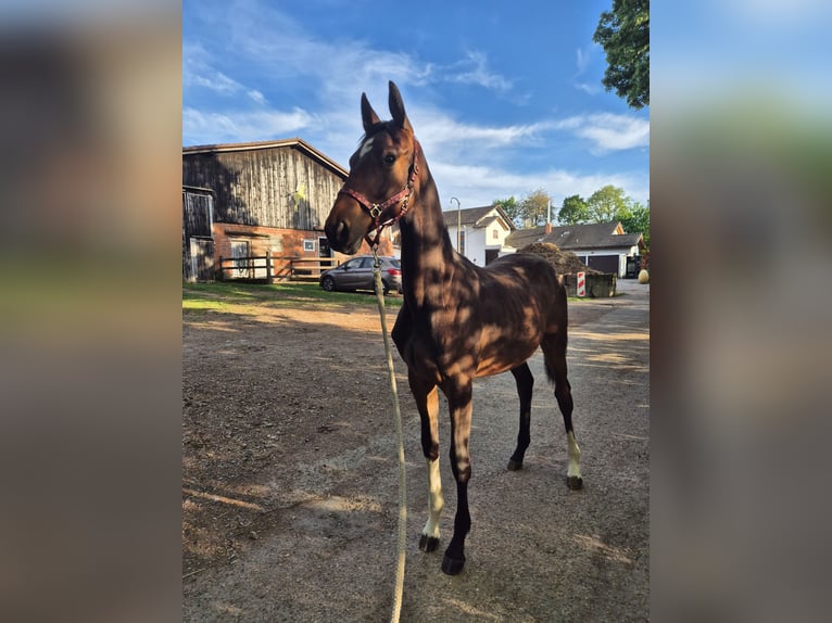 German Sport Horse Mare 1 year 17 hh Brown in Wiesloch