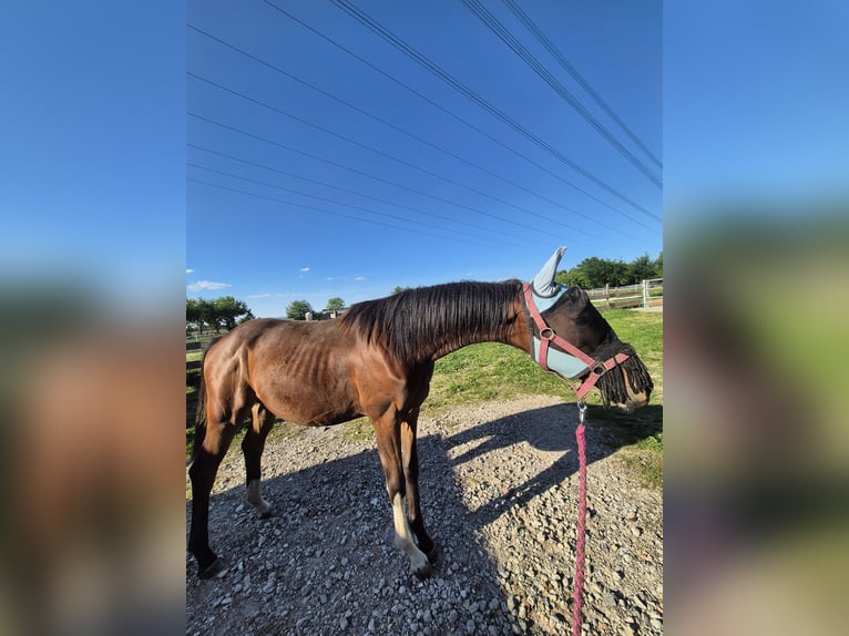 German Sport Horse Mare 1 year 17 hh Brown in Wiesloch