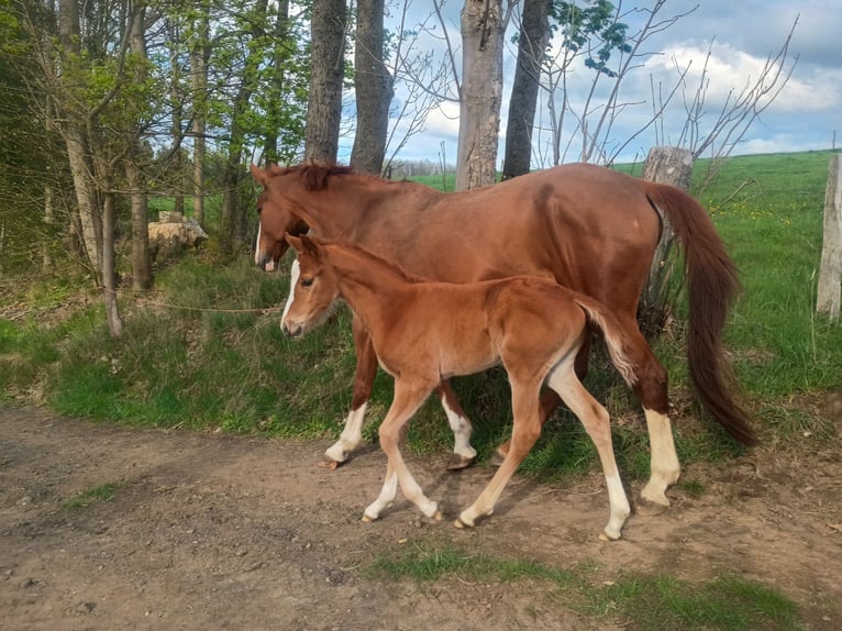 German Sport Horse Mare 1 year 17 hh Chestnut-Red in Frauenstein