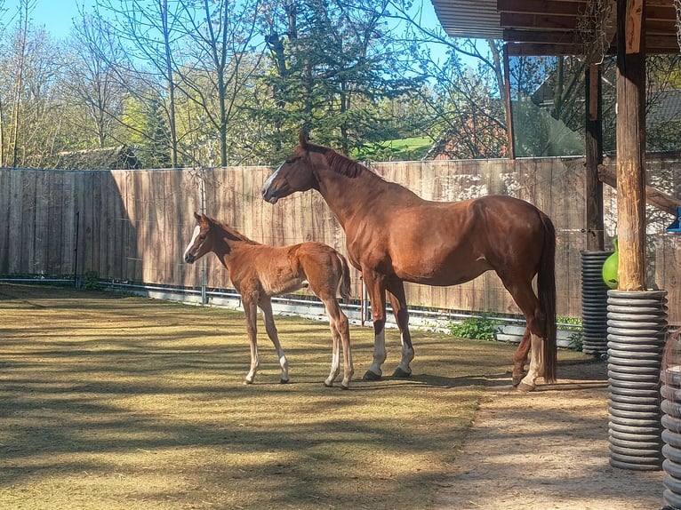 German Sport Horse Mare 1 year 17 hh Chestnut-Red in Frauenstein