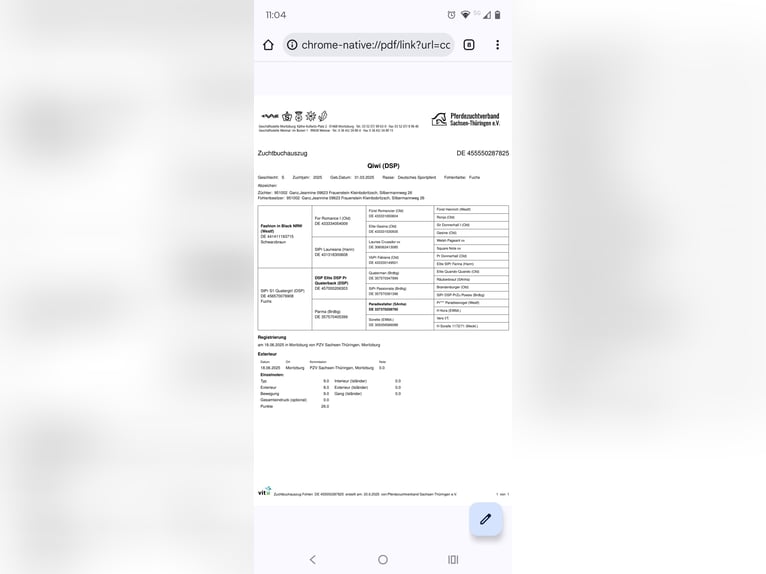 German Sport Horse Mare 1 year 17 hh Chestnut-Red in Frauenstein