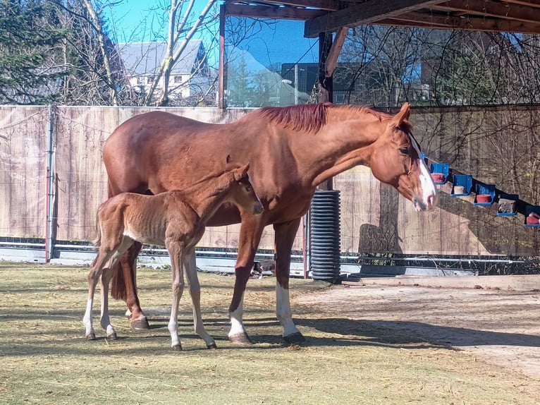 German Sport Horse Mare 1 year 17 hh Chestnut-Red in Frauenstein