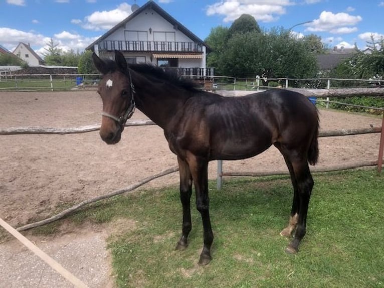 German Sport Horse Mare 1 year Bay-Dark in Höchstadt an der Aisch