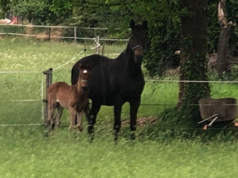 German Sport Horse Mare 1 year Bay-Dark in Höchstadt an der Aisch