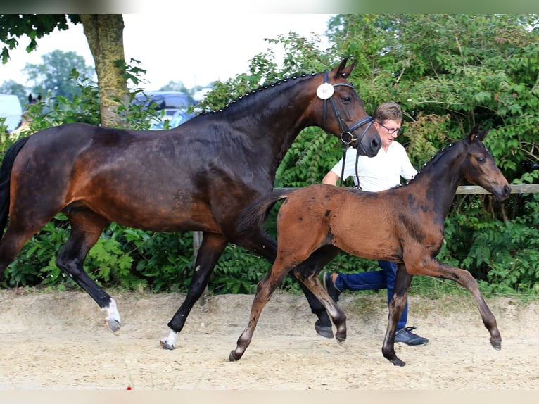 German Sport Horse Mare 1 year Bay-Dark in Kleinlangheim