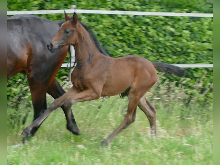 German Sport Horse Mare 1 year Bay-Dark in Kleinlangheim