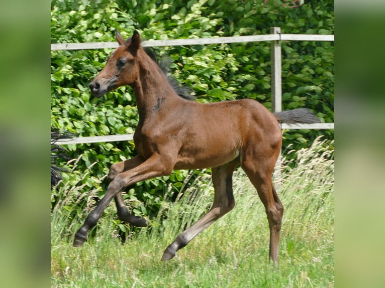 German Sport Horse Mare 1 year Bay-Dark in Kleinlangheim