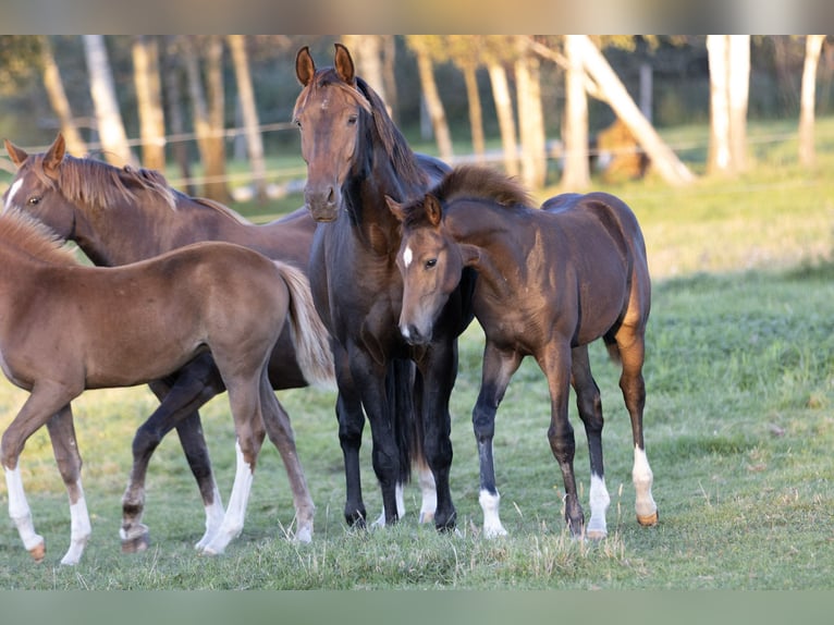German Sport Horse Mare 1 year Bay-Dark in Groß Kreutz
