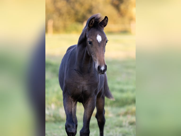 German Sport Horse Mare 1 year Bay-Dark in Groß Kreutz
