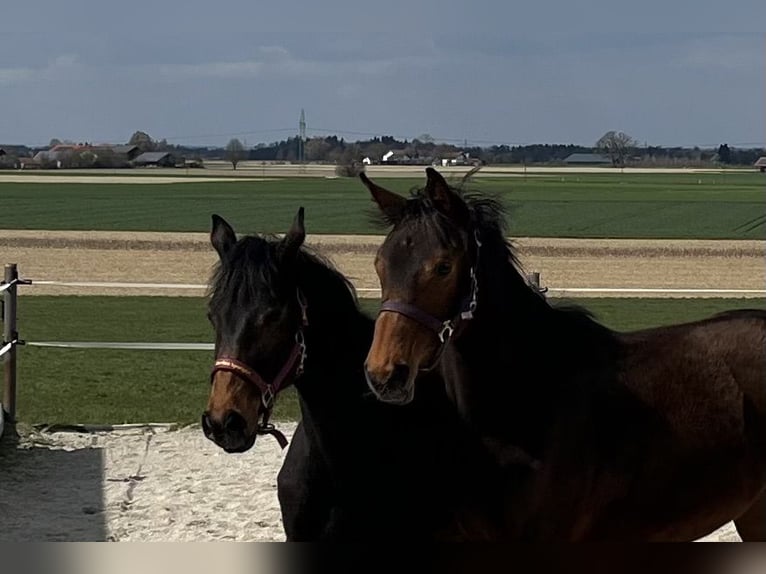 German Sport Horse Mare 1 year Bay-Dark in Unterneukirchen