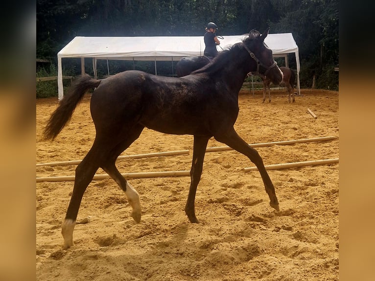 German Sport Horse Mare 1 year Bay-Dark in Schweppenhausen