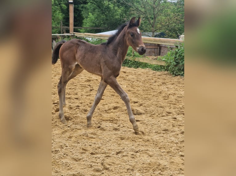 German Sport Horse Mare 1 year Bay-Dark in Schweppenhausen