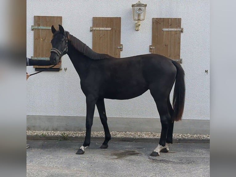 German Sport Horse Mare 1 year Black in Bad K&#xF6;nig