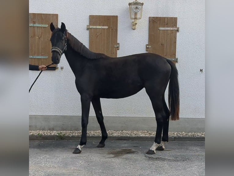 German Sport Horse Mare 1 year Black in Bad K&#xF6;nig