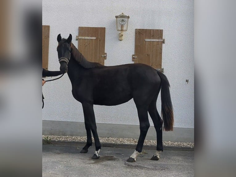 German Sport Horse Mare 1 year Black in Bad K&#xF6;nig