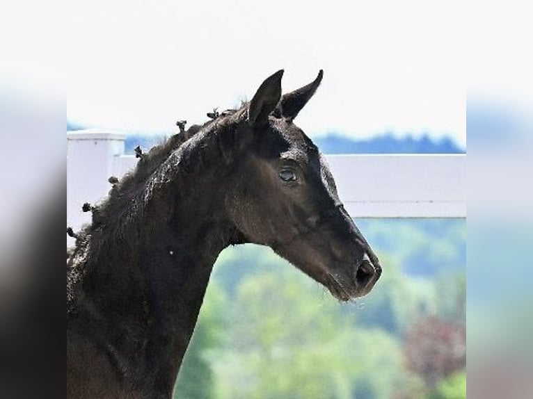 German Sport Horse Mare 1 year Black in Niederstetten