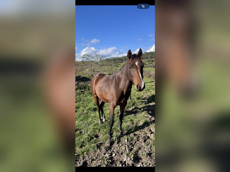 German Sport Horse Mare 1 year Brown in Empfingen