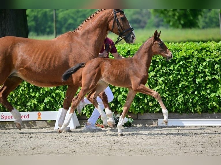 German Sport Horse Mare 1 year Brown in Nauen
