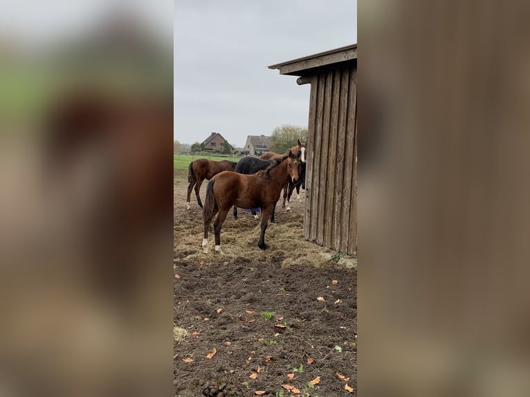 German Sport Horse Mare 1 year Brown in Verden (Aller)