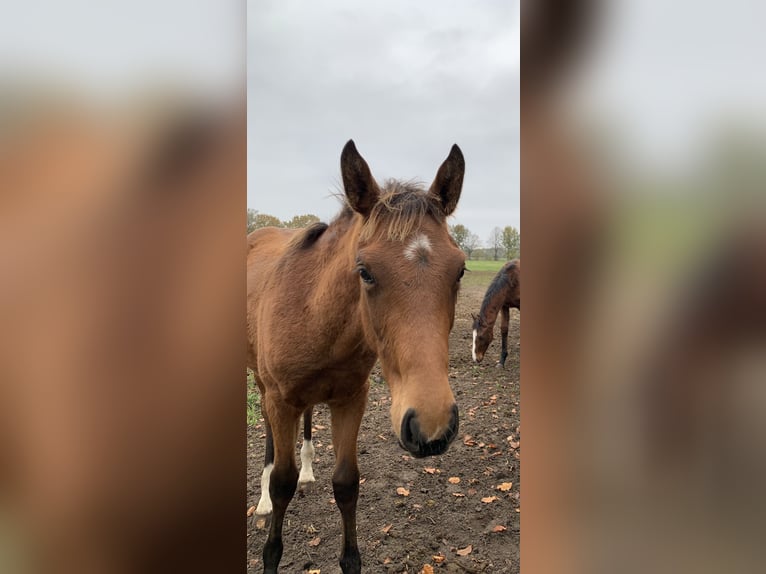 German Sport Horse Mare 1 year Brown in Verden (Aller)