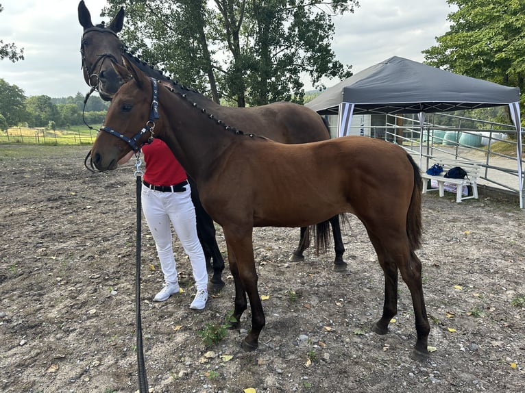 German Sport Horse Mare 1 year Brown in Saalfeld
