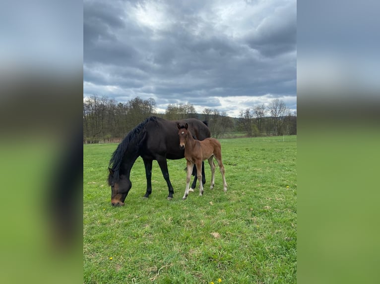 German Sport Horse Mare 1 year Brown in Bad König