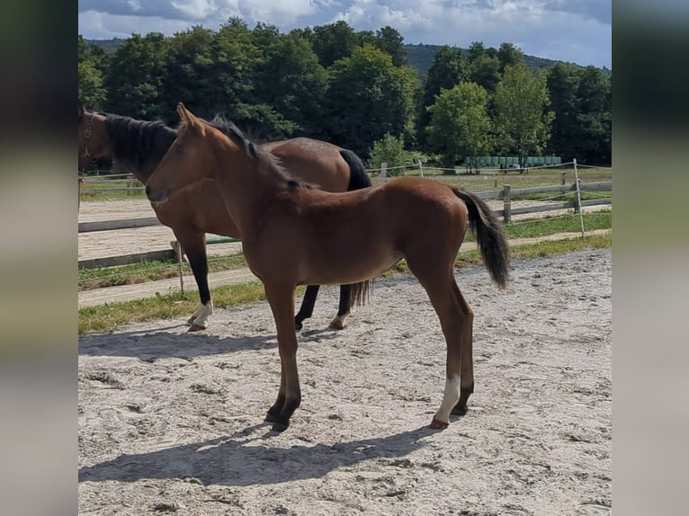 German Sport Horse Mare 1 year Brown in Bad König