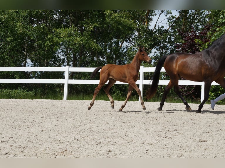 German Sport Horse Mare 1 year Brown in Saalfeld