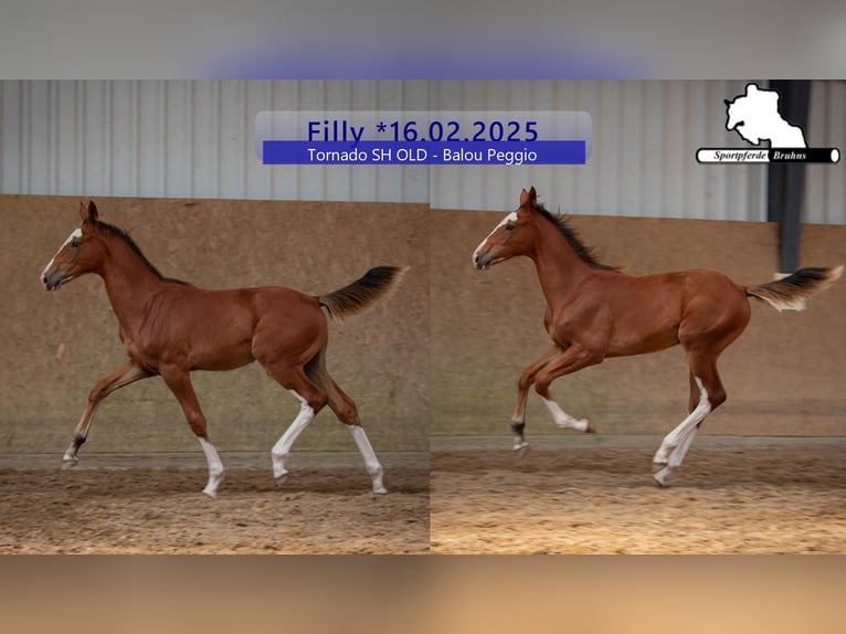 German Sport Horse Mare 1 year Brown in Gadow