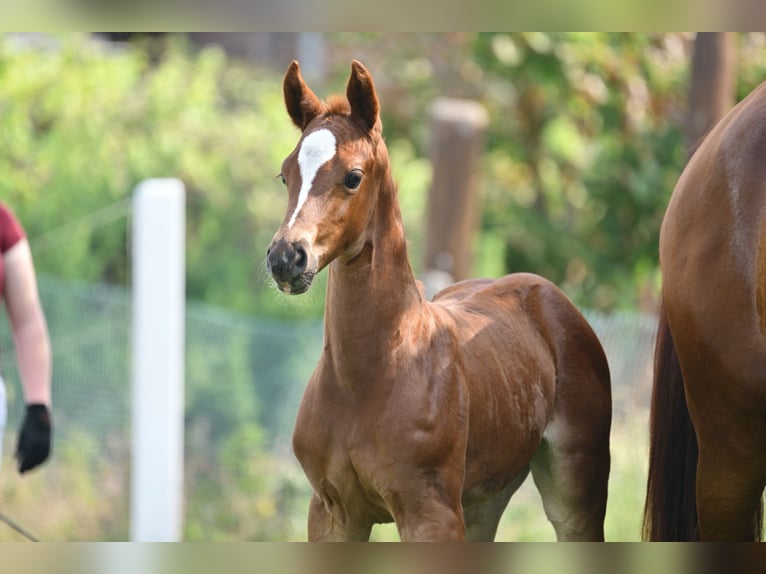 German Sport Horse Mare 1 year Chestnut in Schönwalde-Glien