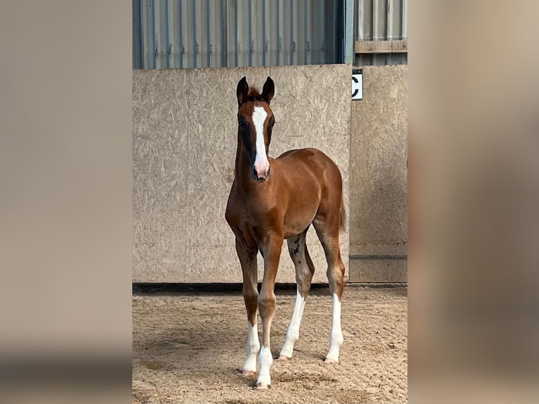 German Sport Horse Mare 1 year Chestnut in Burgthann