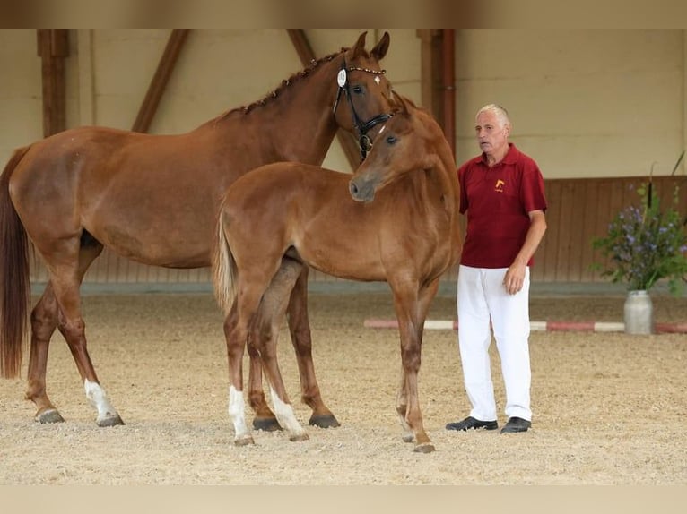 German Sport Horse Mare 1 year Chestnut-Red in Müncheberg