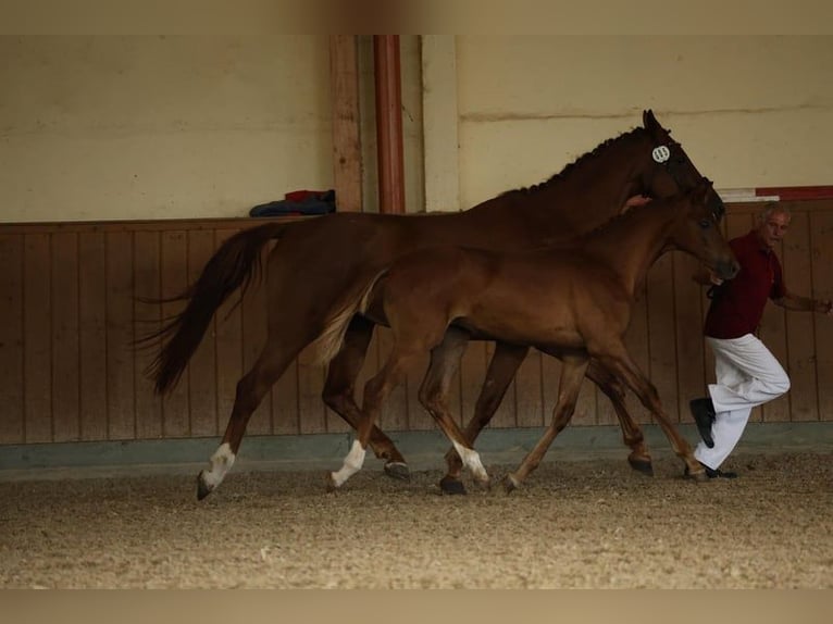 German Sport Horse Mare 1 year Chestnut-Red in Müncheberg