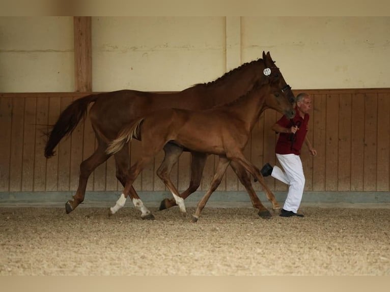 German Sport Horse Mare 1 year Chestnut-Red in Müncheberg