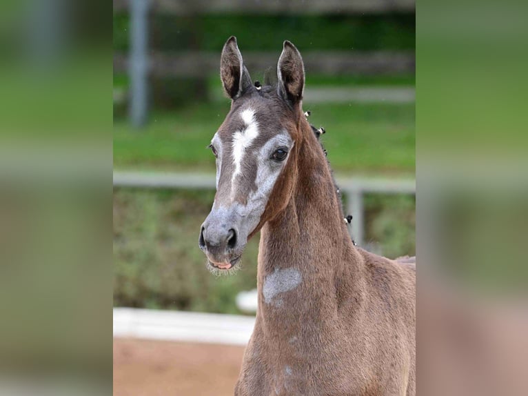 German Sport Horse Mare 1 year Gray in Osterburg