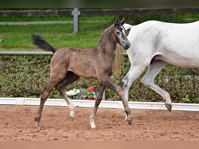 German Sport Horse Mare 1 year Gray in Osterburg