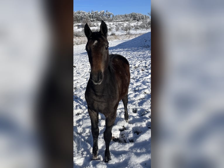 German Sport Horse Mare 1 year Gray in Empfingen